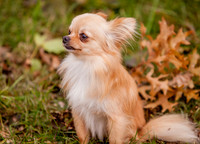 MORRIS-OCT-2018- (2)
