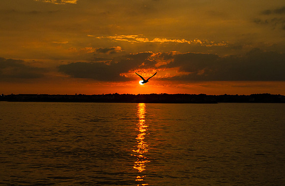 DON_9561_02
