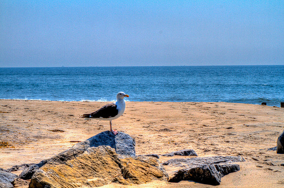 Seagull at Breezy Point
