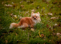 MORRIS-OCT-2018- (1)