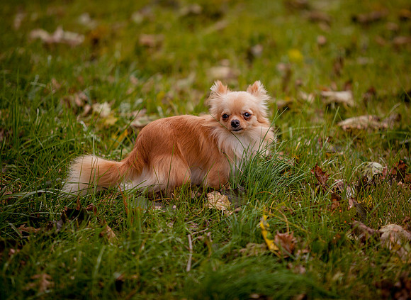 MORRIS-OCT-2018- (1)